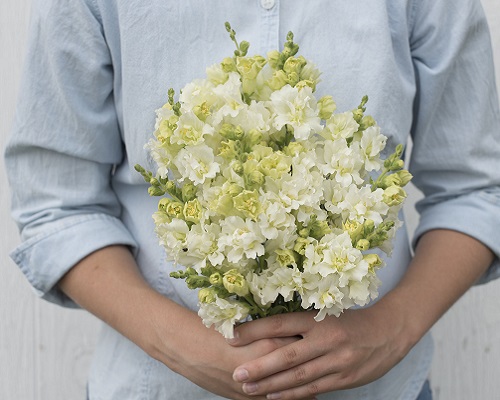 گل میمون پروانه مادام عاجی